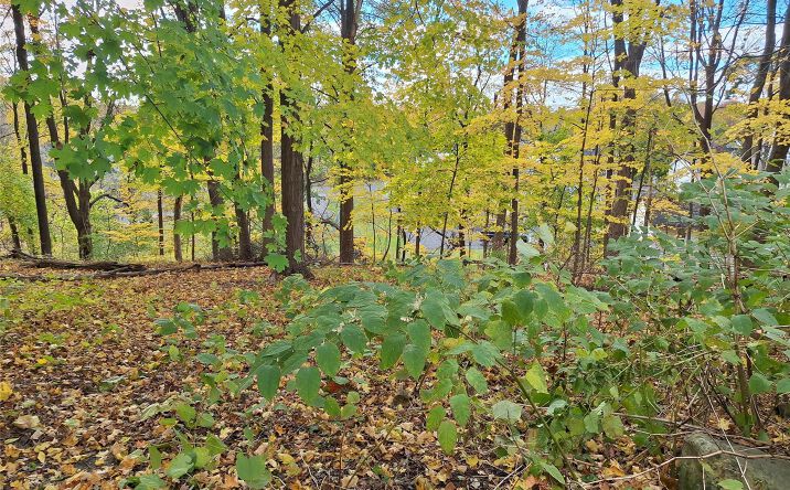 Pictures of Land property located at 2 wright Street, Newburgh (City), NY 12550 for sales - image #1