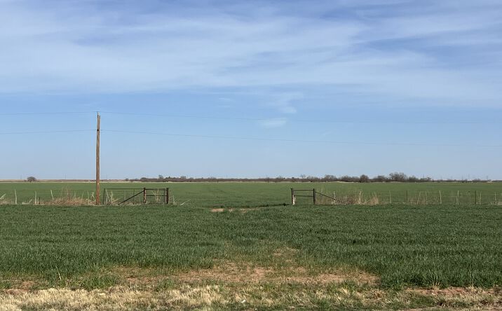 Pictures of Land property located at State Highway 6, Crowell, TX 79227 for sales - image #1