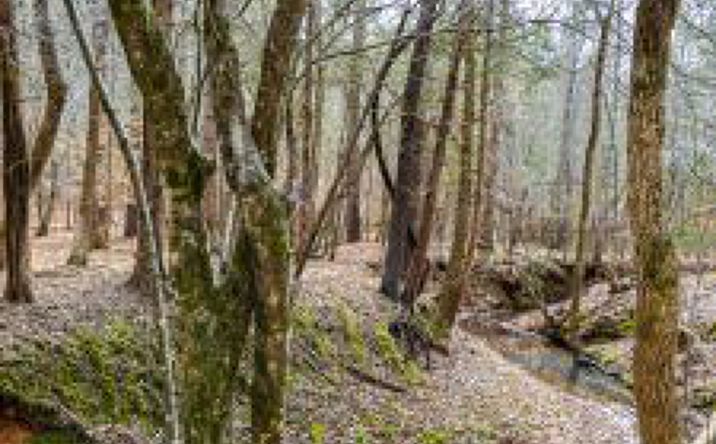 Pictures of Land property located at 3062 State Rd S-44-24, Carlisle, SC 29031 for sales - image #1