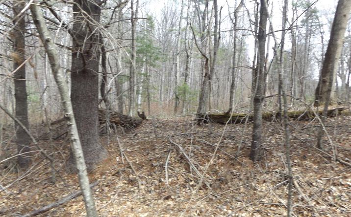 Pictures of Land property located at 619 Shady Ln., Laurel Fork, VA 24352 for sales - image #1