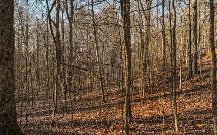 Pictures of Land property located at Lot 12 Mincie Mountain Rd, Murrayville, GA 30564 for sales - image #1