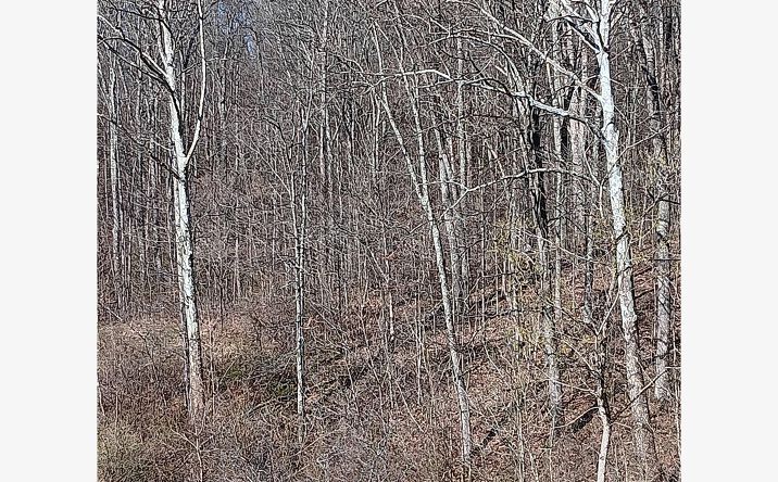 Pictures of Land property located at 0 Setty Rd/ Petit Rd, Albany, OH 45710 for sales - image #1