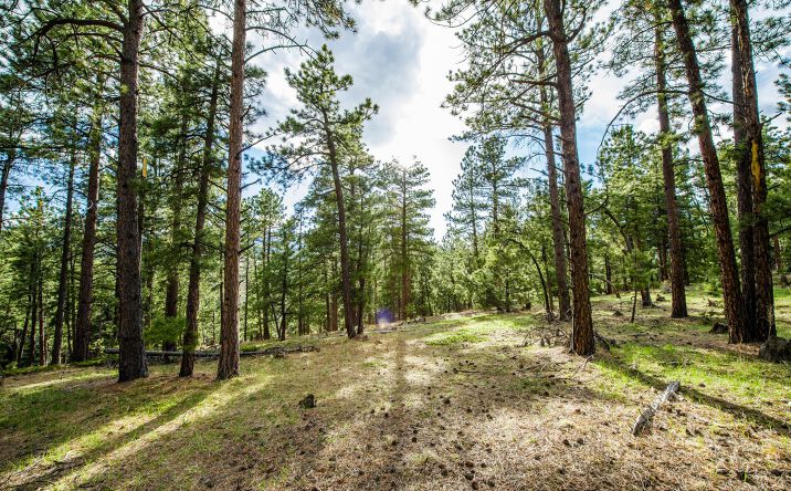 Pictures of Land property located at 10250 County Hwy 73, Conifer, CO 80433 for sales - image #1