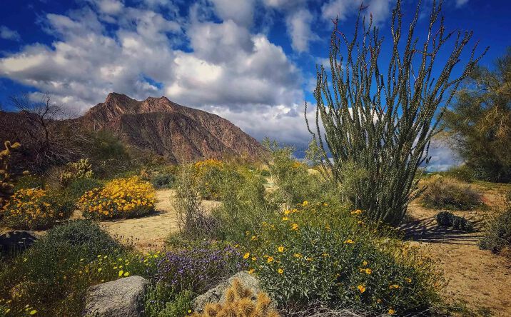 Pictures of Land, Special Purpose property located at Palm Canyon Dr. Unit 0, Borrego Springs, CA 92004 for sales - image #1
