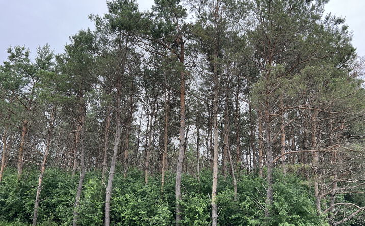 Pictures of Land property located at Lot 4, Sue Alan Drive, Wittenberg, WI 54499 for sales - image #1