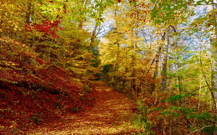 Pictures of Land property located at Slab Camp Run, White Sulphur Springs, WV 24986 for sales - image #1