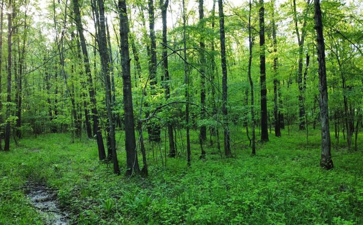 Pictures of Land property located at 2621 Goodwater Road, Idabel, OK 74745 for sales - image #1