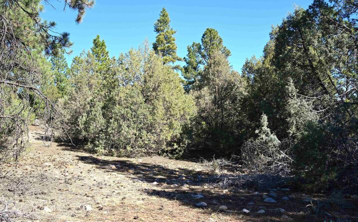 Pictures of Land property located at Nm Sr 64 Highway, Tierra Amarilla, NM 87575 for sales - image #1