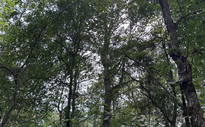 Pictures of Land property located at 46 Lazy River Ln, Broken Bow, OK 74728 for sales - image #1