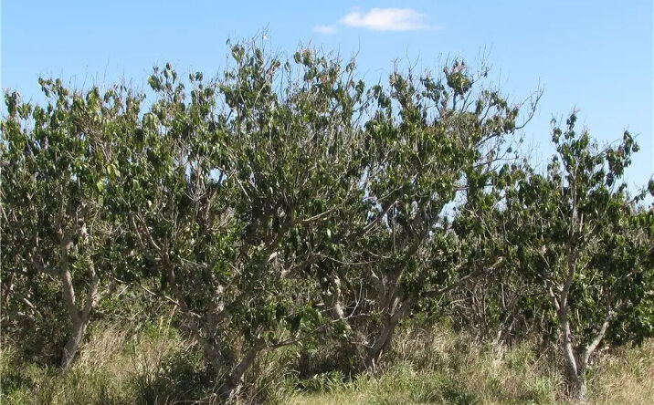 Pictures of Land property located at 13171 Samadani Ln, Bokeelia, FL 33922 for sales - image #1