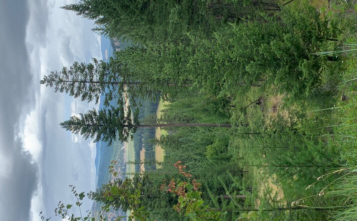 Pictures of Land property located at Tract 11 Whitetail Ridge, Kila, MT 59920 for sales - image #1