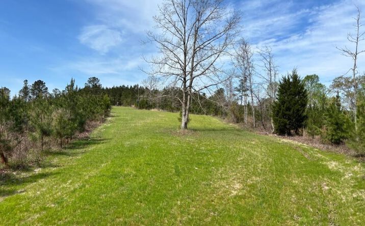 Pictures of Land property located at 000 Cr 421, Quitman, MS 39355 for sales - image #1