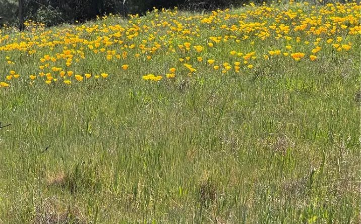 Pictures of Land property located at Round Valley Ranch, Paradise, CA 95969 for sales - image #1