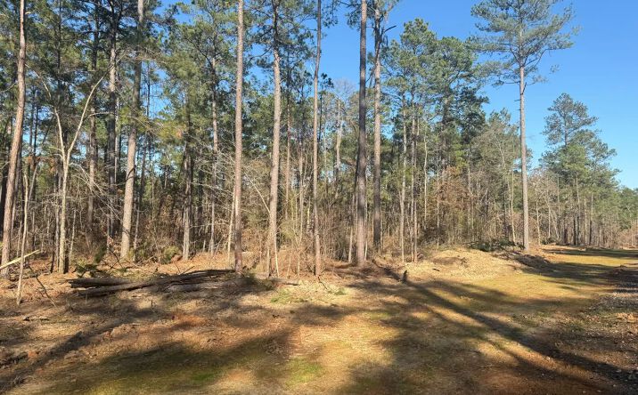 Pictures of Land property located at King Estate Lane – Lot 10, 51901, LA 71270 for sales - image #1