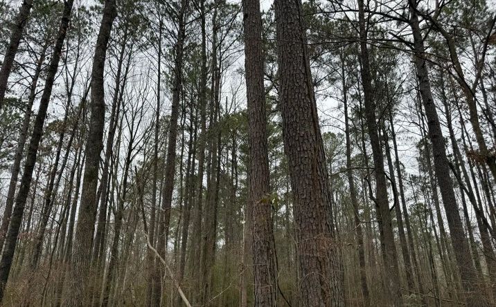 Pictures of Land property located at Mount Elam Church Road, 70454, MS 39208 for sales - image #1