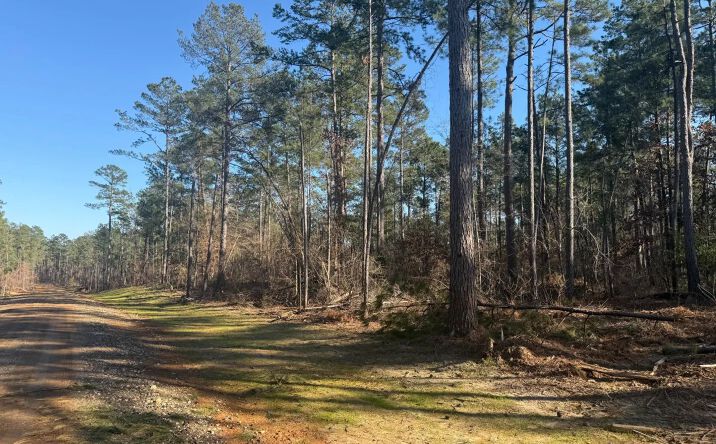 Pictures of Land property located at King Estate Lane – Lot 6, 51901, LA 71270 for sales - image #1