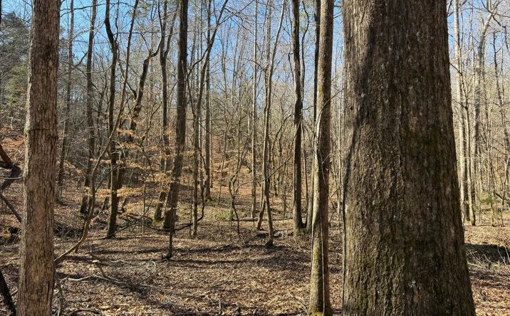 Pictures of Land property located at County Road 186, 69084, MS 38922 for sales - image #1