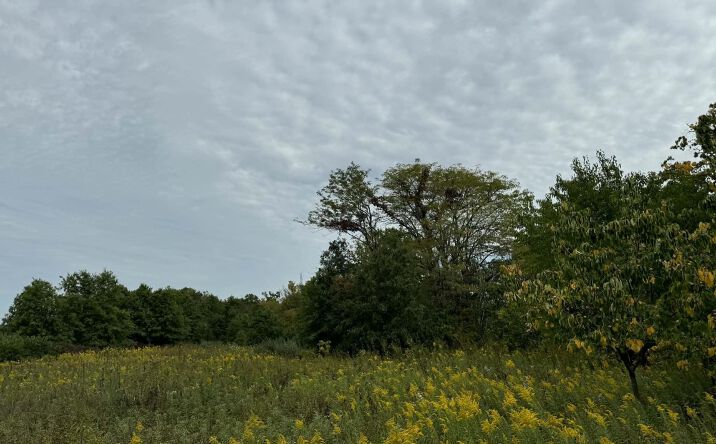 Pictures of Land property located at 302nd Avenue, Moulton, IA 52572 for sales - image #1