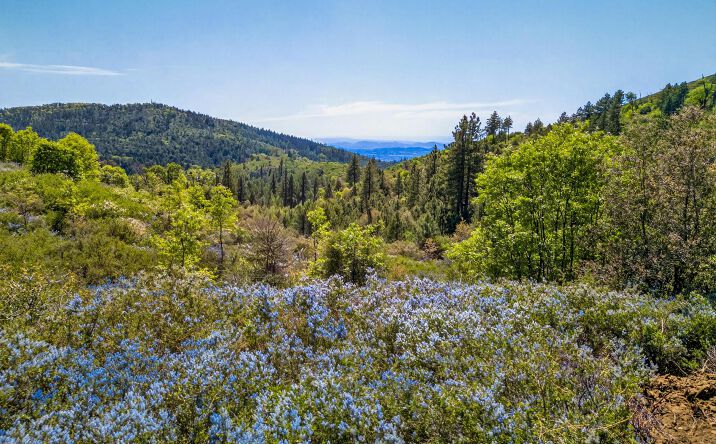 Pictures of Land property located at Palomar Divide Truck Trail, Palomar Mountain, CA 92060 for sales - image #1