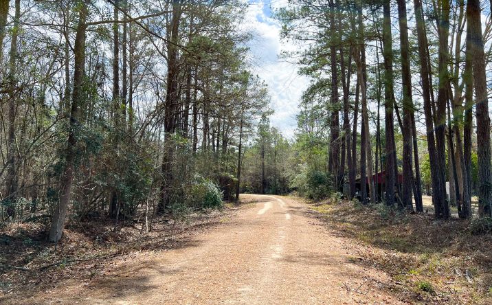 Pictures of Land property located at FM 1746, Spurger, TX 77660 for sales - image #1