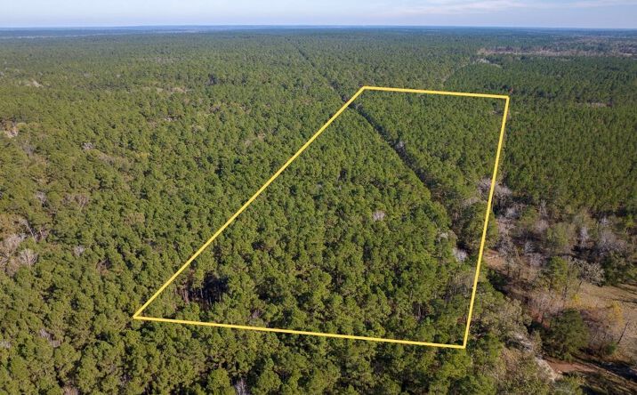 Pictures of Land property located at Forest Service Road 527, Apple Springs, TX 75926 for sales - image #1