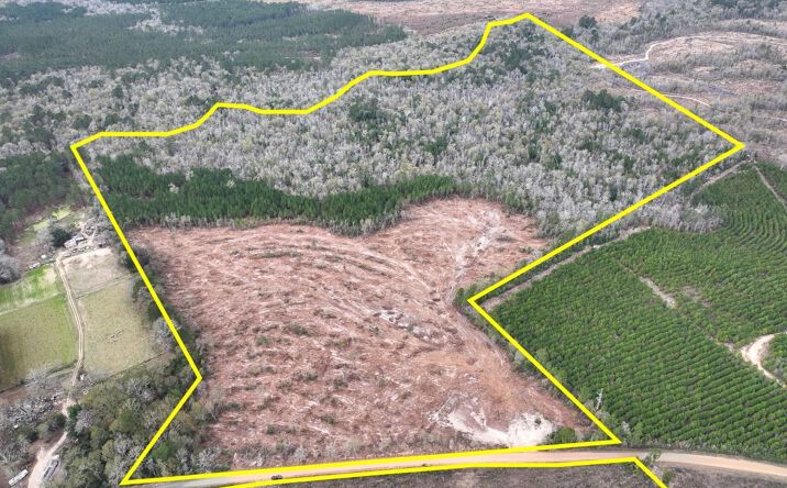 Pictures of Land property located at County Road 4590, Spurger, TX 77660 for sales - image #1
