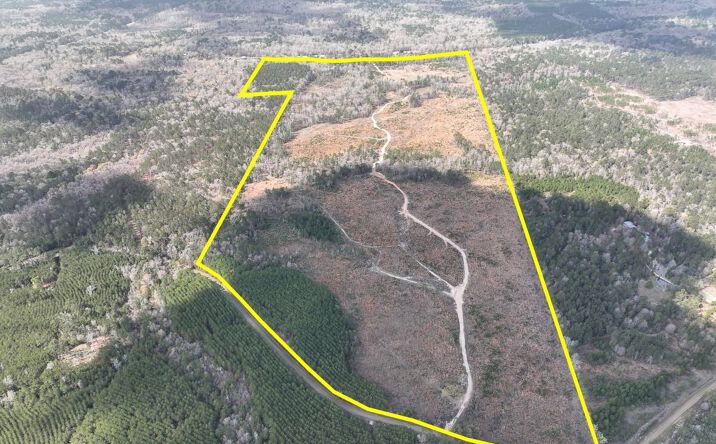 Pictures of Land property located at County Road 37, Jasper, TX 75951 for sales - image #1
