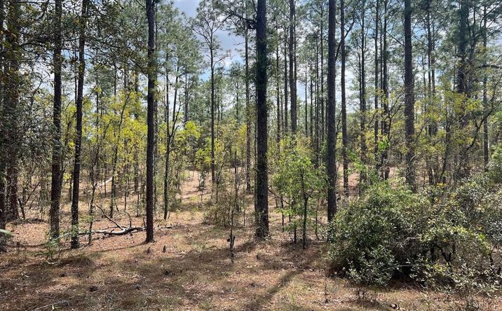 Pictures of Land property located at SE 10th St, Williston, FL 32696 for sales - image #1
