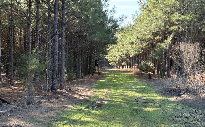 Pictures of Land property located at TBD CR 3774, Queen City, TX 75572 for sales - image #1