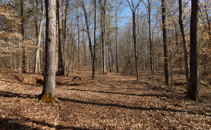 Pictures of Land property located at 0 Ian Dr Lot 175, Clifton, TN 38425 for sales - image #1