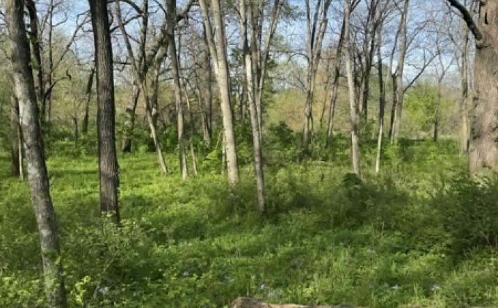Pictures of Land property located at 0 120th Ave, Grand River, IA 50108 for sales - image #1