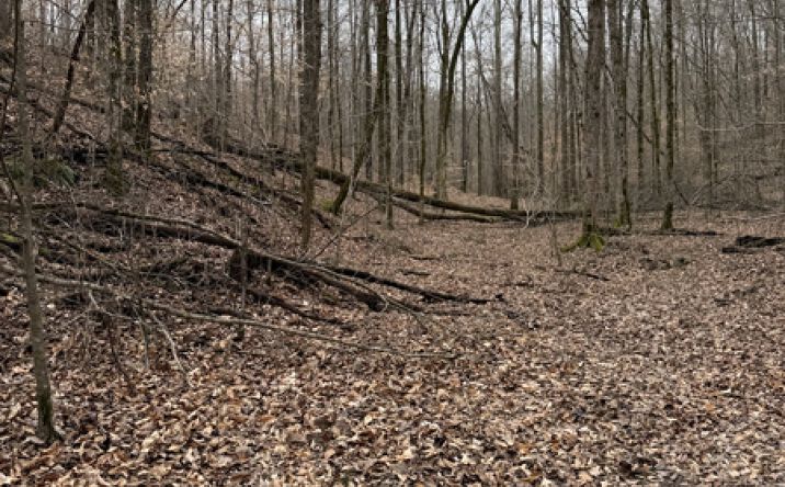 Pictures of Land property located at 0 Highway Coxburg Rd S, Holladay, TN 38341 for sales - image #1