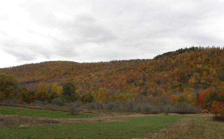 Pictures of Land property located at Gregory Hollow Road, Hamden, NY 13782 for sales - image #1