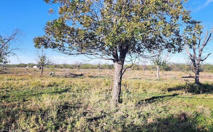 Pictures of Land property located at 201 Orchard Lane, Mertzon, TX 76941 for sales - image #1