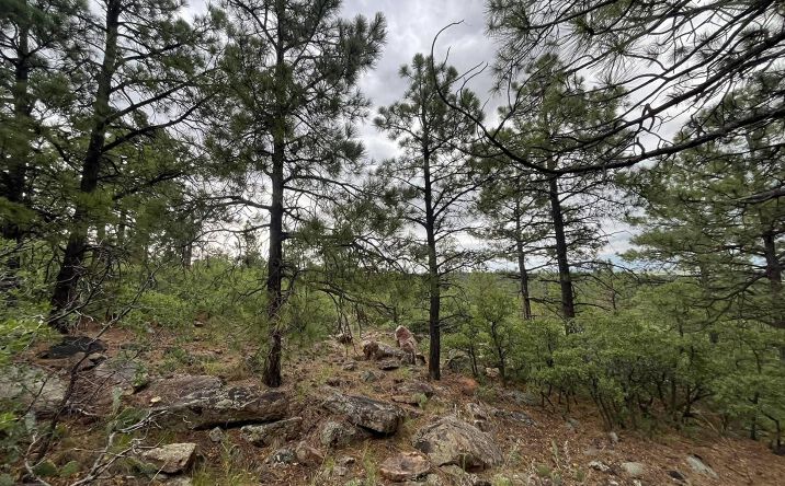 Pictures of Land property located at Lot E La Rama Rd. Road, Golondrinas, NM 87712 for sales - image #1