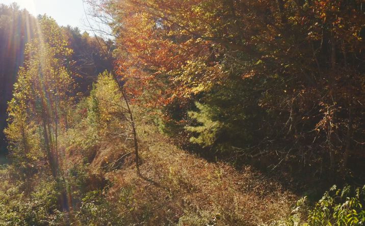 Pictures of Land property located at 410 Seay Hollow Rd, Del Rio, TN 37727 for sales - image #1