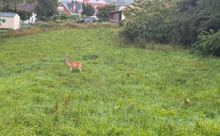 Pictures of Land, Multifamily property located at tbd Webster St, Galax, VA 24333 for sales - image #1