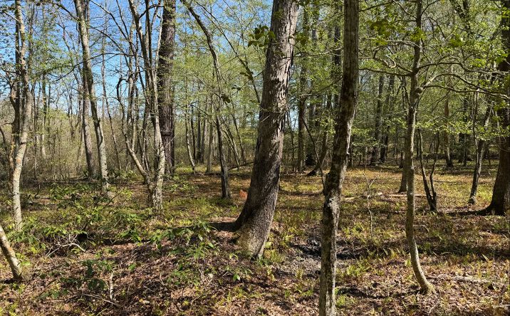 Pictures of Land property located at 0 Northumberland Highway, Heathsville, VA 22473 for sales - image #1