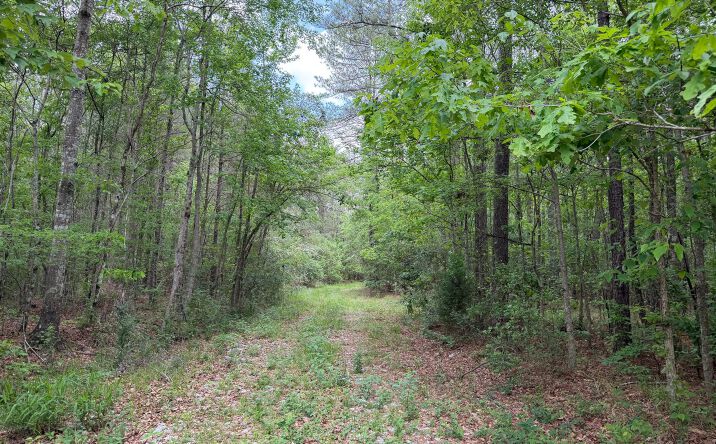 Pictures of Land property located at 0 Highway 11, Moselle, MS 39459 for sales - image #1