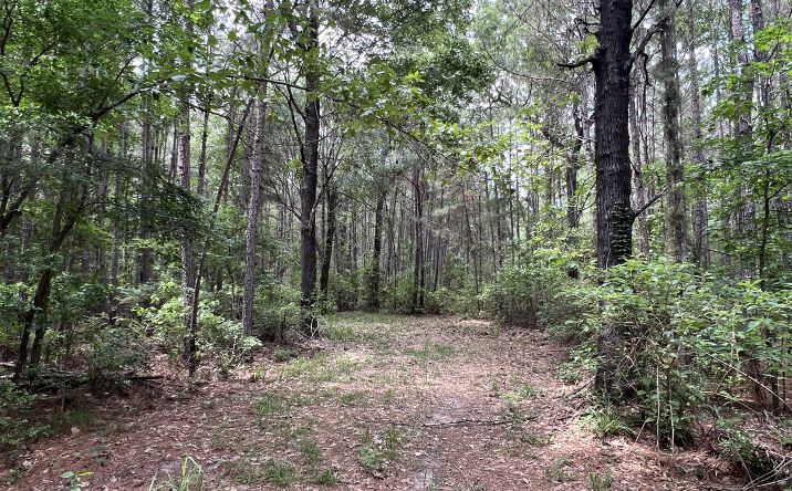 Pictures of Land property located at E Marion Ab 720 18.22 Ac, Kennard, TX 75847 for sales - image #1