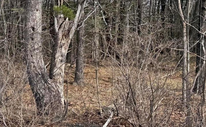 Pictures of Land property located at County Route 312, Westerlo, NY 12041 for sales - image #1