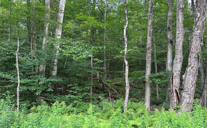 Pictures of Land, Special Purpose property located at FRrost Valley Road, Denning, NY 12725 for sales - image #1