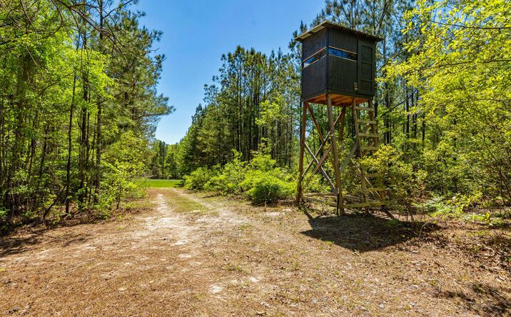 Pictures of Land property located at Wainwright Rd, Butler, GA 31006 for sales - image #1