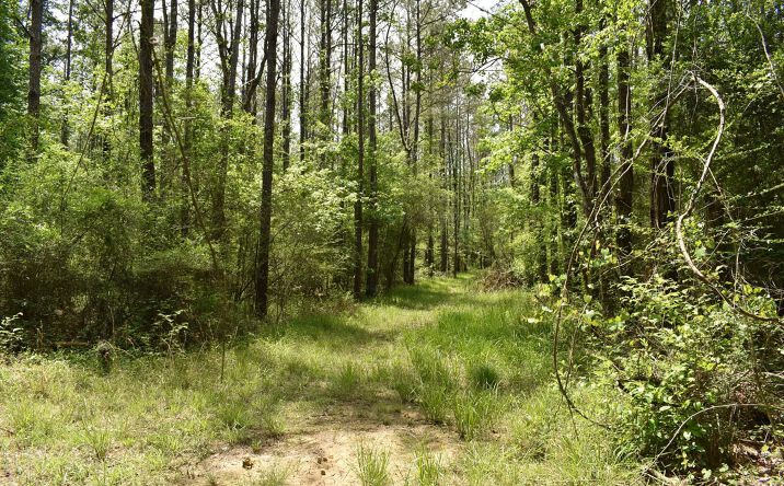 Pictures of Land property located at Tbd Fire Tower Rd, Springfield, LA 70462 for sales - image #1