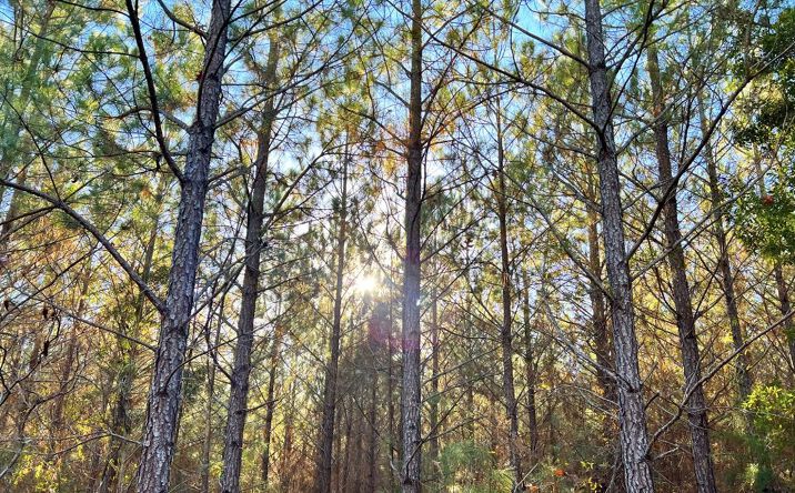 Pictures of Land property located at 0 Rouse Rd, Weoka, AL 36080 for sales - image #1