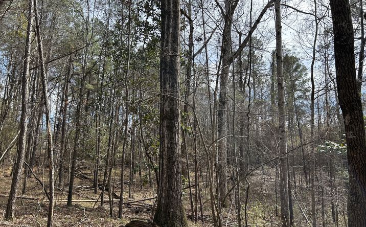 Pictures of Land property located at Dillyhill Road, Garland, AL 36456 for sales - image #1