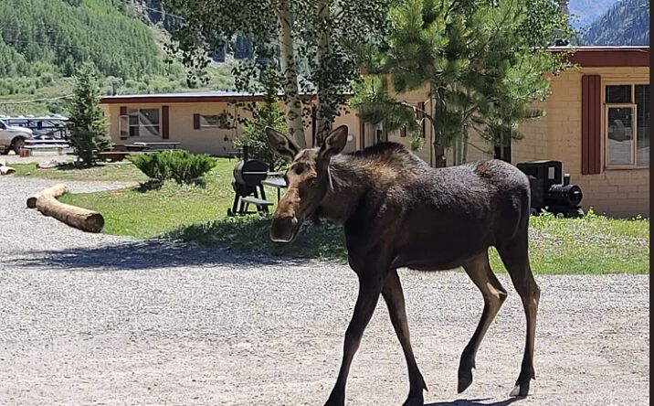 Pictures of Mixed Use, Land, Business for Sale property located at 664 Greene Street, Silverton, CO 81433 for sales - image #1