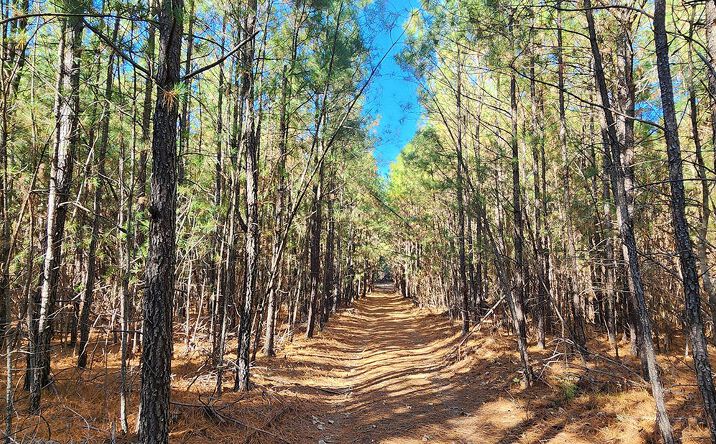 Pictures of Land property located at Shepherds Rd, Partlow, VA 22534 for sales - image #1