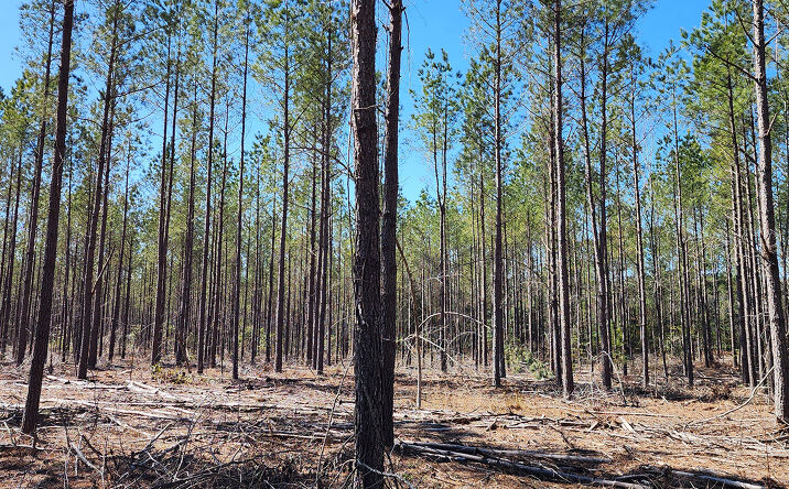 Pictures of Land property located at Martin Luther King Hwy, Waverly, VA 23890 for sales - image #1