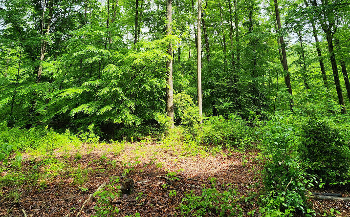 Pictures of Land property located at General Mahone Hwy, Waverly, VA 23890 for sales - image #1